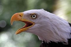 Zabiják orlů může léčit rakovinu. Čeští vědci objevili v jedu ze sinic nadějnou látku