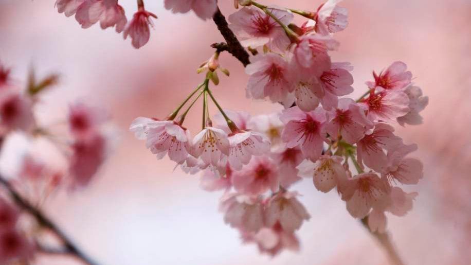 Třešeň v květu v Japonsku.