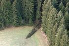 Kůrovec řádí v českých lesích. Nejvíc za padesát let