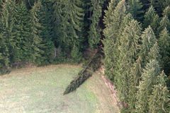 Bursík proti obcím: Spadlé stromy na Šumavě zůstanou