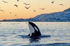 Obři zblízka: Kam vyrazit za velrybami, když je chcete vidět na vlastní oči