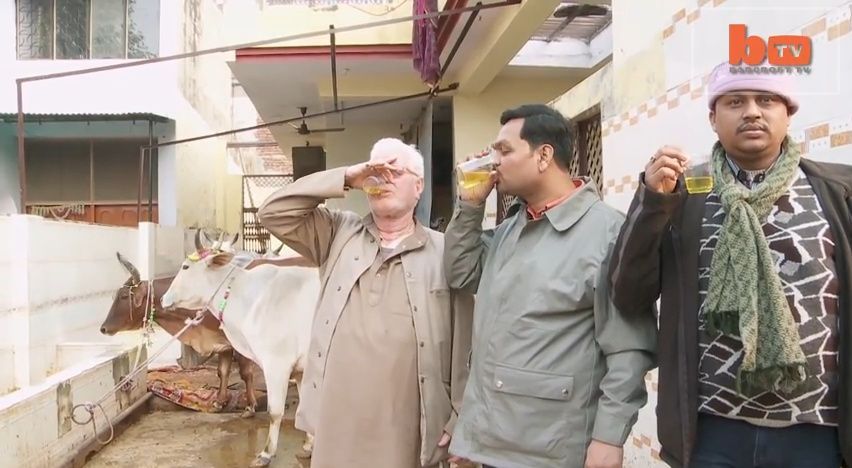 Indové pijí kravskou moč