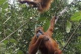 Odlesňování pak ohrožuje například orangutany, kteří kvůli ztrátě domova vymírají. Někteří odborníci se domnívají, že především kvůli kácení pralesů mohou tito živočichové do deseti let úplně vyhynout...