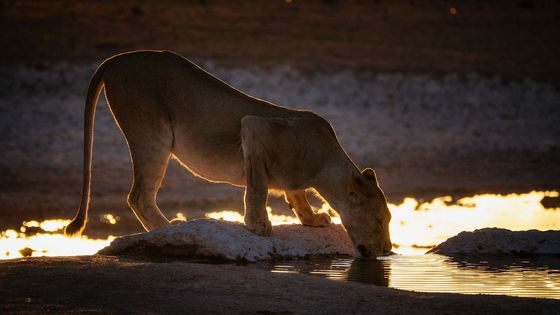 Kdo říkal, že je nutná zrcadlovka? Tyto úžasné fotky Afriky byly pořízeny ultrazoomem
