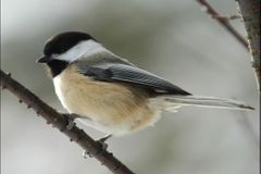 Výzkum: Kvůli chemikáliím zpívají ptáci falešně