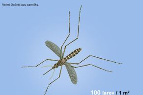 Letošní počasí nahrává kalamitnímu výskytu komárů