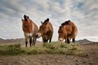 Čtyři koně Převalského z pražské zoo převezl do Mongolska armádní speciál