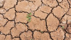 Sucho a dopady na zemědělství