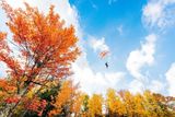 Greg Mionske: Jeff Provenzano prolétá nad podzimně zabarvenými stromy v americkém Vermontu.