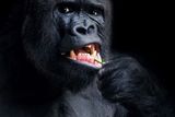 Gorilí samec Richard z pražské Zoo, jenž si ze zubů vybírá zbytky jídla, byl motivem pro snímek Romana Šimka. Ten byl první v kategorii Zvířata v lidské péči.