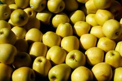 Kilogram jablek již stojí přes 40 korun, ceny míří k novému maximu
