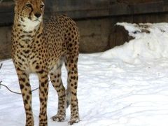 Vědci se při vývoji robota nechali inspirovat elegantním gepardem.