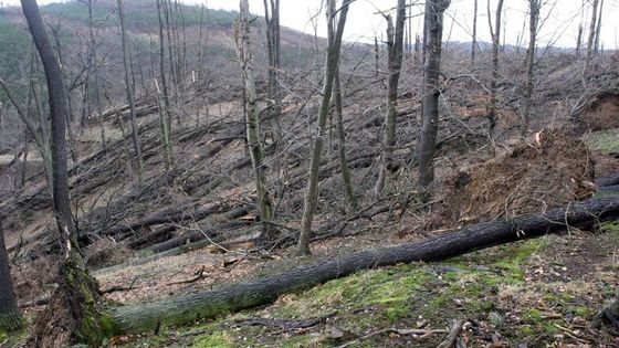 Jak si vichřice Emma hrála s duby