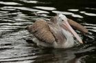V liberecké zoo na ptačí chřipku uhynula samice vzácného pelikána, zbývající tři utraceny nebudou