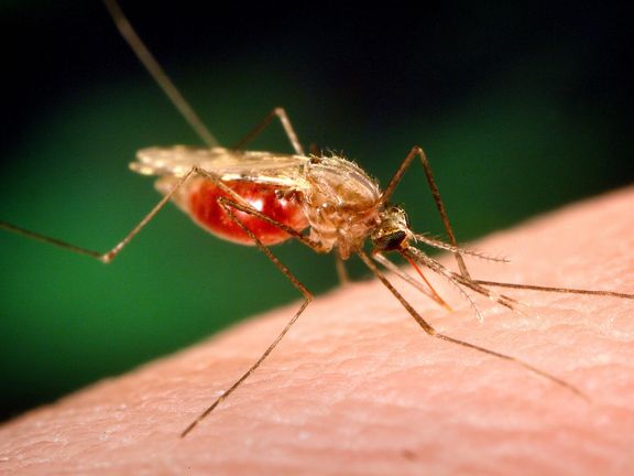 Pivo, sex a pot. Pro komáry neodolatelná kombinace. Ilustrační obrázek.