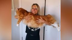 Virální kočka měřící 1,3 metru