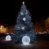 Vánoční stromy - Plzeň