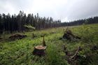 Lesy ČR nepředcházely napadení kůrovcem. Inspekce životního prostředí jim udělila pokutu 3,5 milionu