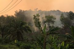 Požáry v Indonésii zabily přes 100 000 lidí, spočítali vědci. Oficiálně se mluvilo o 19 obětech