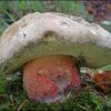 houby hřib kříšť nejedlý