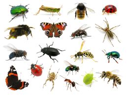 Hmyzí kalendář: Na co si dát pozor a jak se bránit