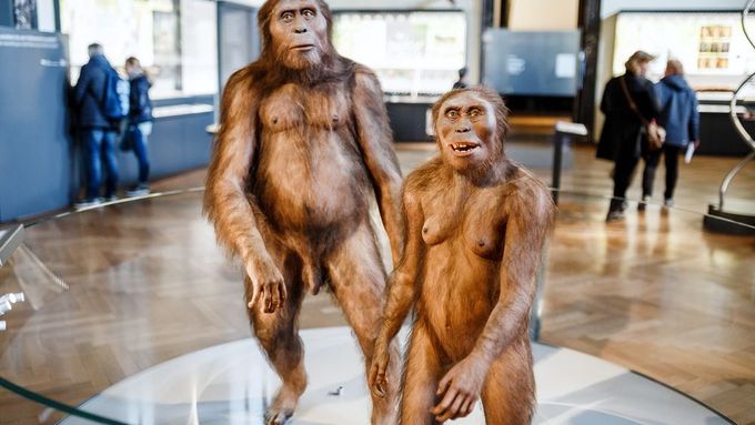 Člověk vzpřímený (homo erectus) jako model v muzeu ve Vídni.