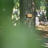 Les vzpomínek, první český přírodní hřbitov, Ďáblický hřbitov, náhrobky, zemřelí