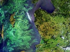 Plankton pokrývající v letních měsících obrovské množství hladiny Baltského moře likviduje mořský život (Snímek z roku 2006)