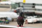 Dva Číňané poslali své závodní holuby rychlovlakem. "Superrychlí" ptáci byli odhaleni