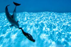 Delfíni v Česku. Bechyně chce akvapark za 200 milionů
