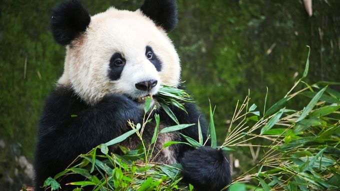 Panda (ilustrační foto).
