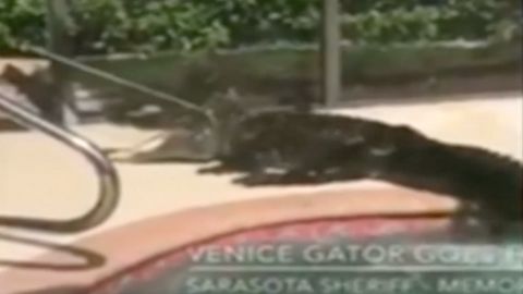 Aligátor plaval v bazénu u rodinného domu. Vyděsil majitele i uklízečku
