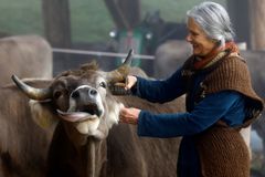 Mají mít krávy dlouhé rohy, nebo ne? Švýcaři hlasují v kuriózním referendu