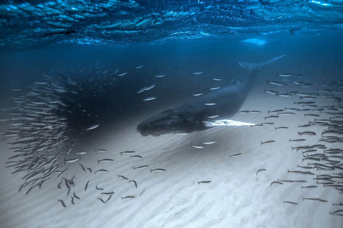 Underwater Photographer of the Year 2017: Vítězové soutěže