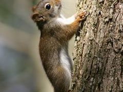 Veverky překvapivě dobře rozumí stromům.