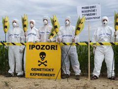 Ekologické organizace nemají genetické inženýrství rády. Na snímku Greenpece protestuje proti geneticky modifikovaným organismům (GMO).