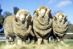 Z 50 let starého spermatu se vědcům podařilo odrodit desítky vzácných ovcí