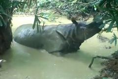 Skrytá kamera zachytila vzácného nosorožce, ochlazoval se v bahenní lázni