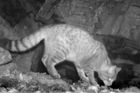 Video: Na Šumavě poprvé natočili vzácnou kočku divokou. Značkuje si území