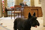 George W. Bush měl postupně tři psy - první byla fenka anglického špringršpaněla Spotty, která se narodila v Bílém domě už za vlády Bushe staršího. Následně měli Bushovi dva skotské teriéry, Barneyho a Miss Beazley. Bushovi měli také černou kočku Indii plemene americká krátkosrstá a na farmě v Texasu místní plemeno texaského dlouhorohého skotu Ofelii.