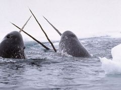Narval se v Arktidě údajně kříží s běluhou