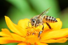 Kvíz: Šílený med, úly v dutinách stromů či smrtící parazit. Vyznáte se ve včelách?