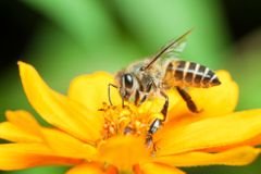 Vědci znovuobjevili největší včelu na světě. Dlouho ji považovali za vyhynulou