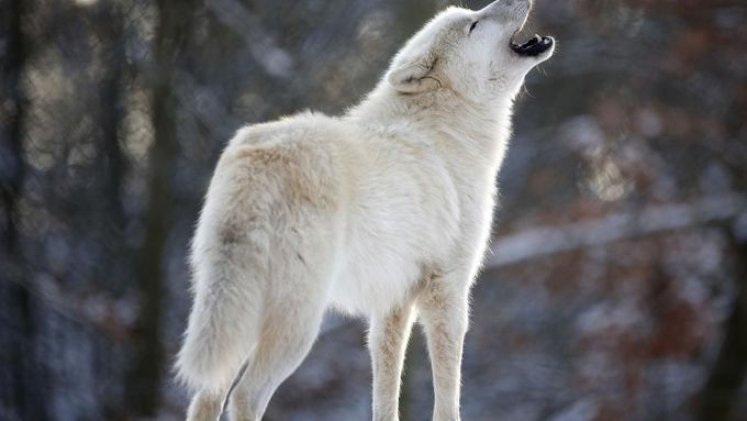 Foto: Ten, který žije s vlky