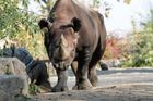 Nosorožci z Česka pomohou zachraňovat ohrožený druh ve Rwandě. I díky topmodelce