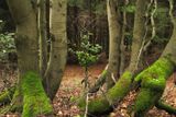 Neméně zajímavý je starý bukový Dvorský les na hřebeni Rýchor v Krkonoších, který leží mezi Horním Maršovem, Žacléřem, Albeřicemi a Babím. Les je ukázkou toho, jak vypadal porost krkonošských lesů předtím, než do něj zasáhl člověk.