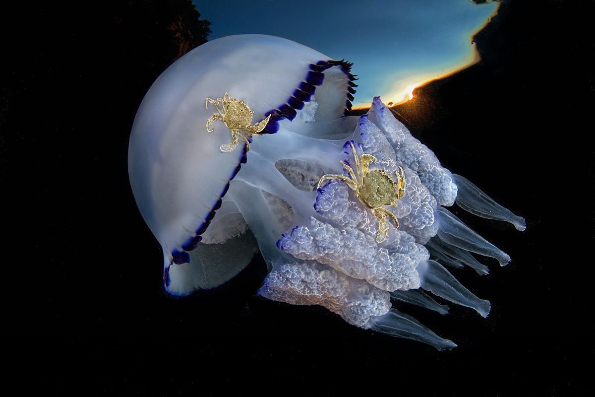 Underwater Photographer of the Year 2017: Vítězové soutěže
