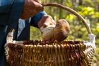 V Česku houbaří dva lidi ze tří. Z lesů si každoročně odnesou plody za miliardy