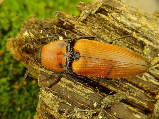 Infobox Kovařík Elater ferrugineus