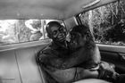 Gorila, která měla být zabita pro maso. Příběh zvířete a jeho zachránce dojal diváky fotosoutěže